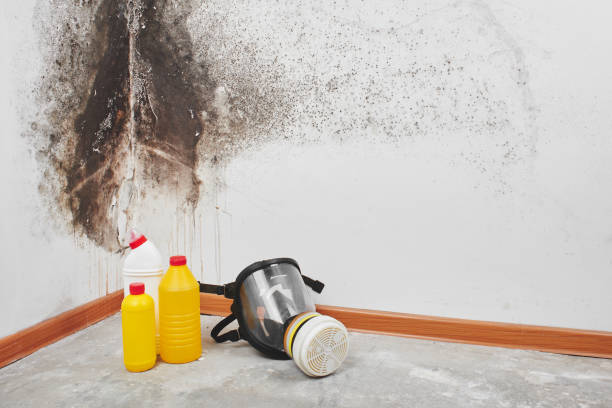 Best DIY Mold Remediation Support Services in El Valle De Arroyo Seco, NM