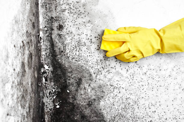 Best Crawl Space Mold Remediation in El Valle De Arroyo Seco, NM