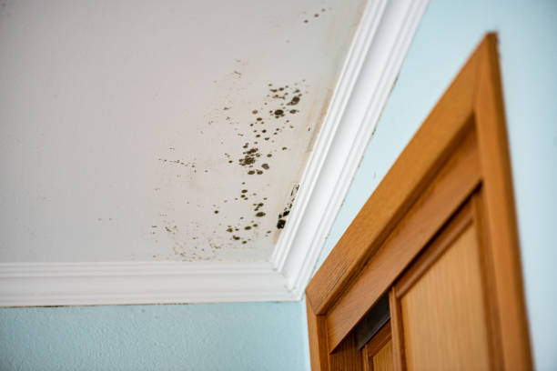 Best Health and Safety Mold Remediation in El Valle De Arroyo Seco, NM