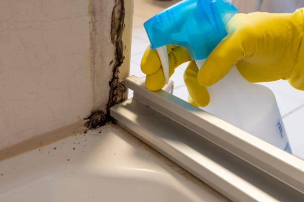 Best Post-Flood Mold Remediation in El Valle De Arroyo Seco, NM