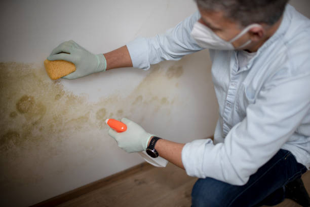 Best Post-Remediation Services in El Valle De Arroyo Seco, NM