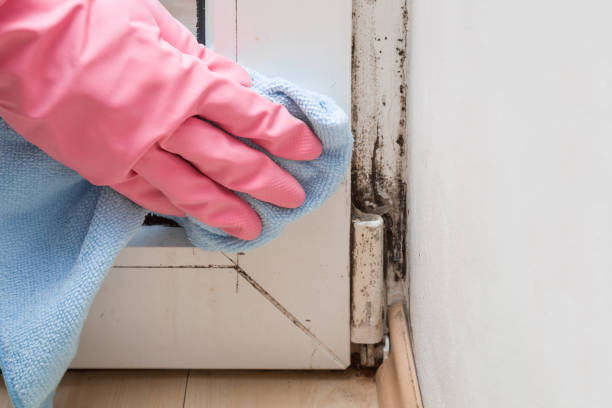 Best Localized Mold Remediation (e.g., coastal areas, humid climates) in El Valle De Arroyo Seco, NM